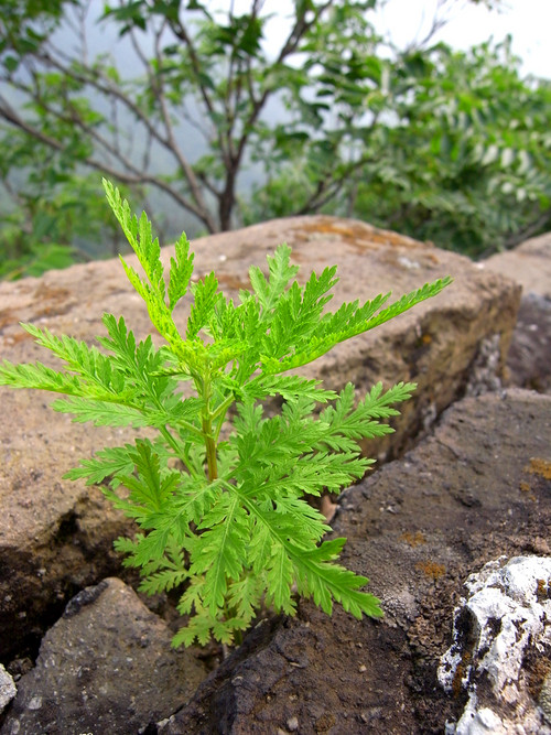 单反备用机 理光超广角GX200实拍样片赏 