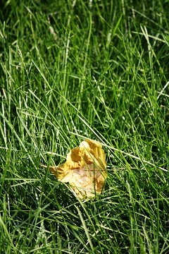 全国首发 佳能单反新丁1000D深度详测