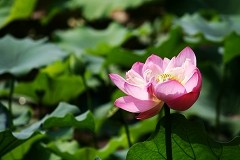 全国首发 佳能单反新丁1000D深度详测