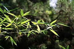 全国首发 佳能单反新丁1000D深度详测