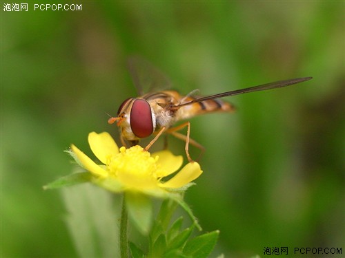为专业人士打造的小DC&nbsp;理光GX200评测