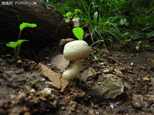 为专业人士打造的小DC&nbsp;理光GX200评测