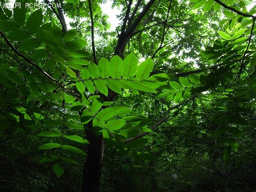 为专业人士打造的小DC&nbsp;理光GX200评测