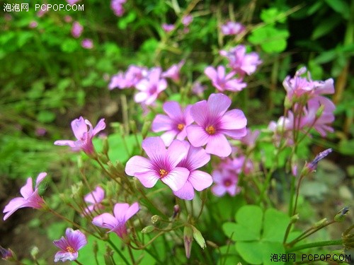 为专业人士打造的小DC&nbsp;理光GX200评测