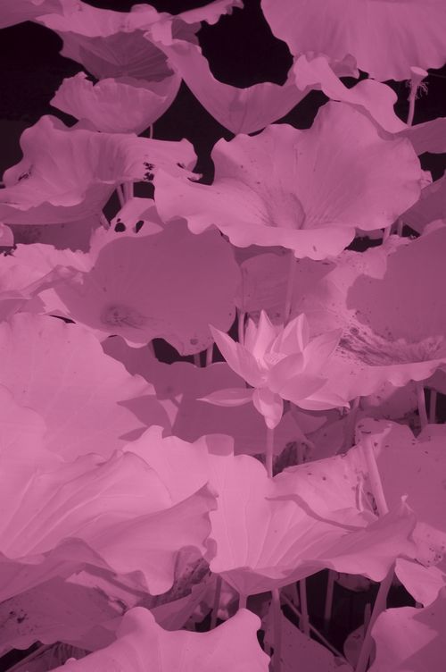 尼康D50红外照片