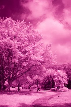 尼康D50红外照片