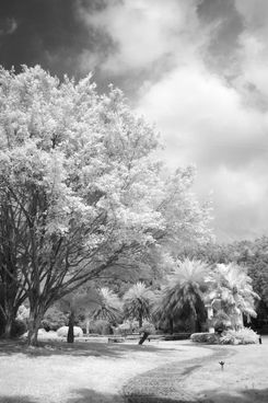 尼康D50红外照片