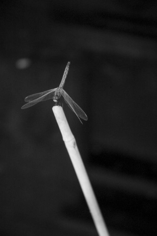 尼康D50红外照片