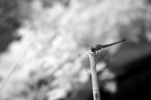 尼康D50红外照片