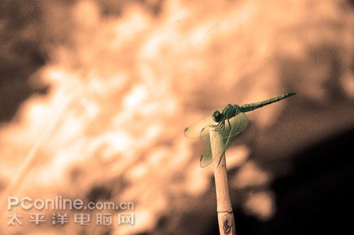 尼康D50红外摄影