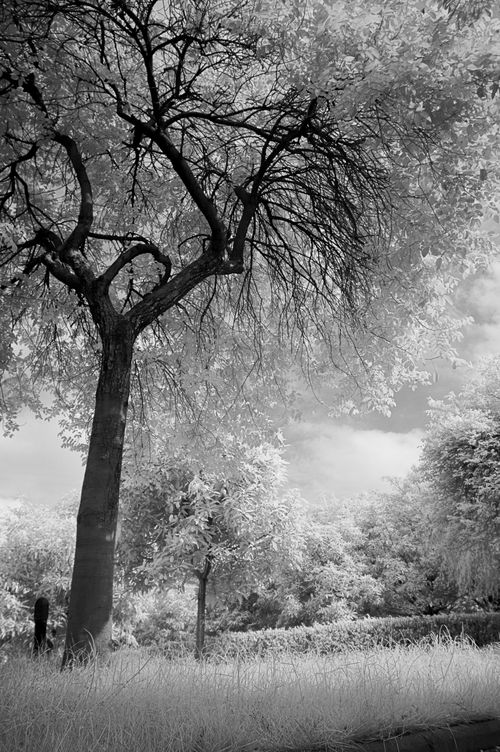 尼康D50红外照片