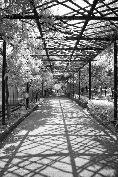 尼康D50红外照片