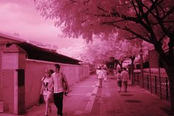 尼康D50红外照片