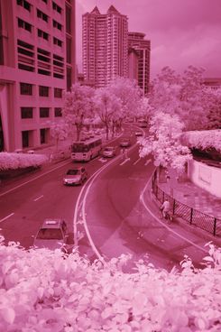 尼康D50红外照片