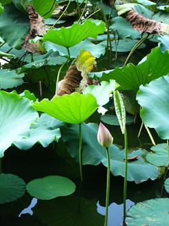 尽显刚柔之美滑盖卡片富士Z200fd评测(13)