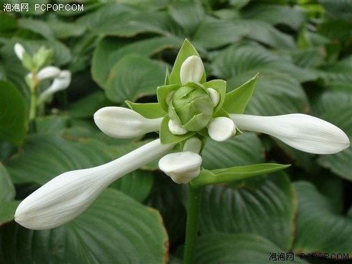 完美诠释外观极至!索尼新贵T77评测