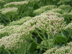 完美诠释外观极至！索尼新贵T77评测