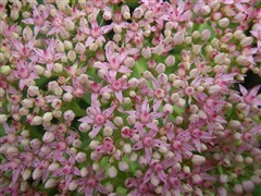 完美诠释外观极至!索尼新贵T77评测