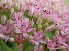 完美诠释外观极至！索尼新贵T77评测