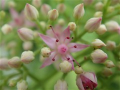 完美诠释外观极至!索尼新贵T77评测