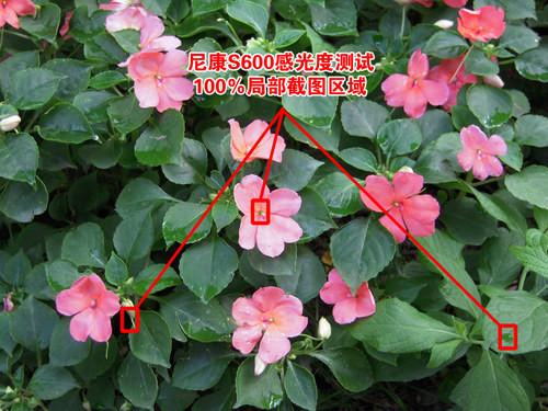 超强微距光学防抖 尼康S600花卉外拍评测 