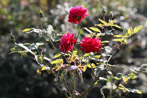 出色1500万像素 佳能50D国外评测样片