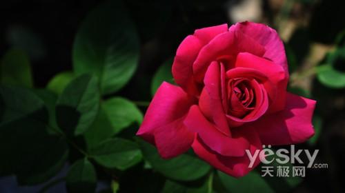 中端单反新标竿尼康单反D90评测解析(19)