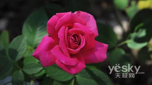 中端单反新标竿尼康单反D90评测解析(19)