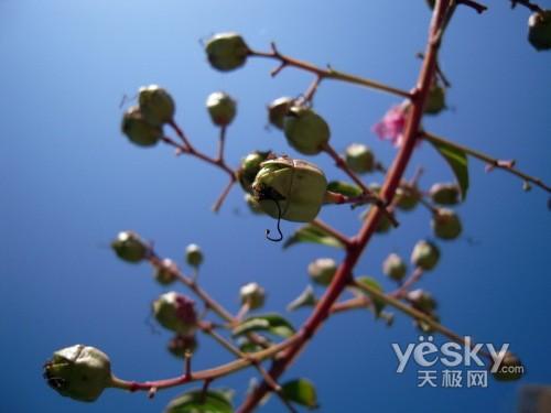 超快速启动卡片相机尼康S610详尽评测(13)