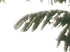 箕豆相煎富士F60fd与F100fd对比评测(14)