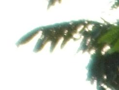 箕豆相煎富士F60fd与F100fd对比评测(14)