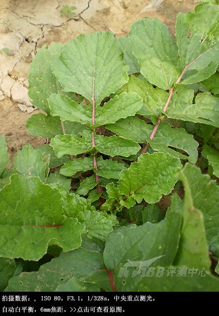 混搭风格傻瓜机奥林巴斯FE360试用评测(6)