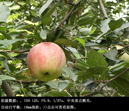 混搭风格傻瓜机奥林巴斯FE360试用评测(6)