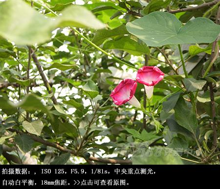 混搭风格傻瓜机奥林巴斯FE360试用评测(6)