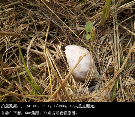 混搭风格傻瓜机奥林巴斯FE360试用评测(8)