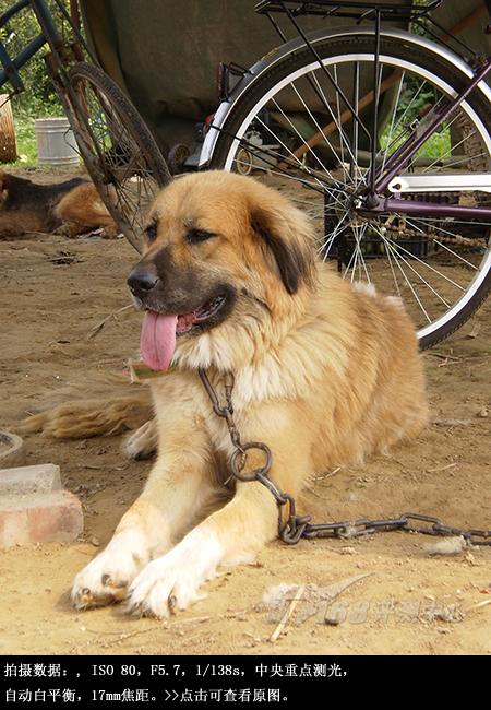 混搭风格傻瓜机奥林巴斯FE360试用评测(8)