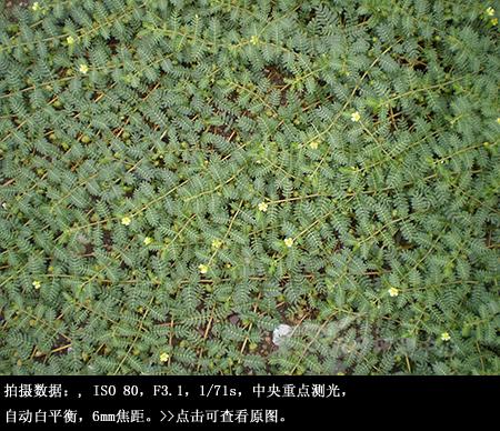 混搭风格傻瓜机奥林巴斯FE360试用评测(9)