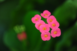 尼康 D700 样张