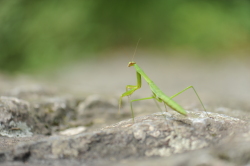 尼康 D700 样张