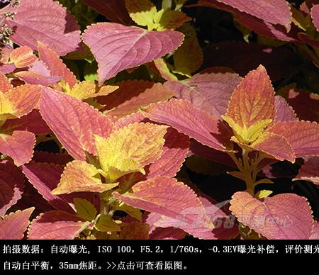 迷失的睿珀理光千万像素长焦R10评测(13)