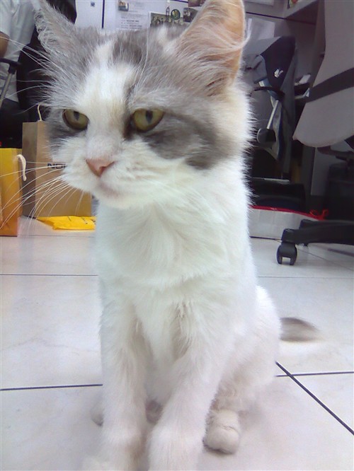 镜面黑珍珠 诺基亚6600F翻盖手机评测