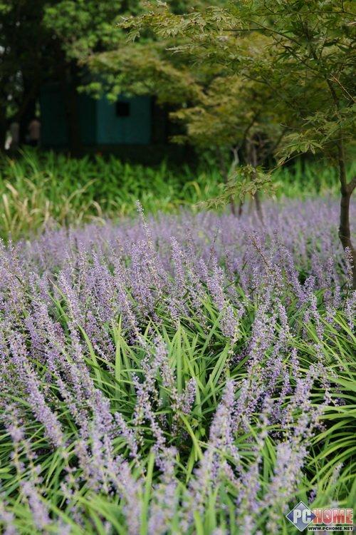 走向高端索尼首款全画幅单反α900评测(20)