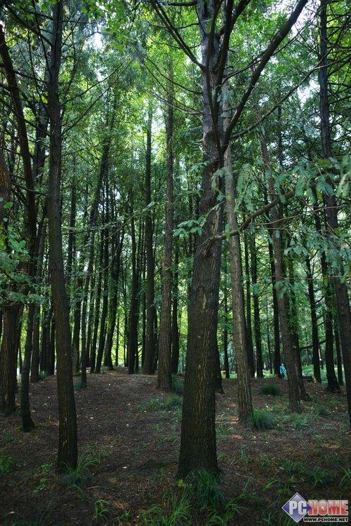 走向高端索尼首款全画幅单反α900评测(21)