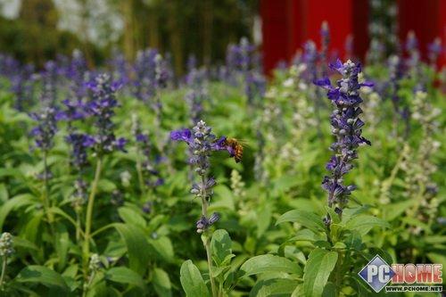 走向高端索尼首款全画幅单反α900评测(21)