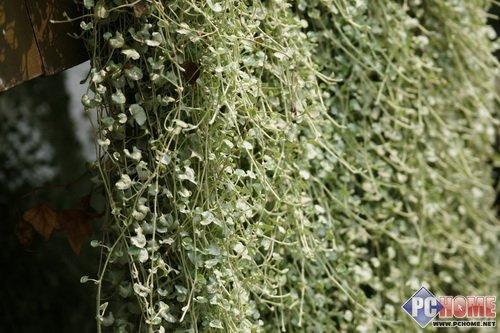 走向高端索尼首款全画幅单反α900评测(25)