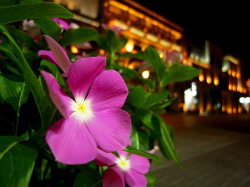 体验别样都市风情 尼康S600街景外拍评测 