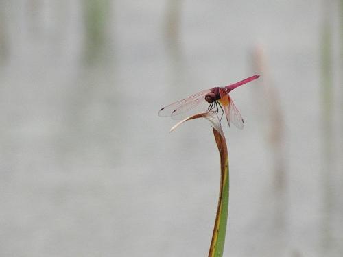 压倒性长焦力量20倍光变佳能SX10IS评(7)