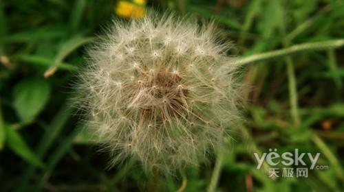 另眼看世界理光GRDII眼中的秋色冬季