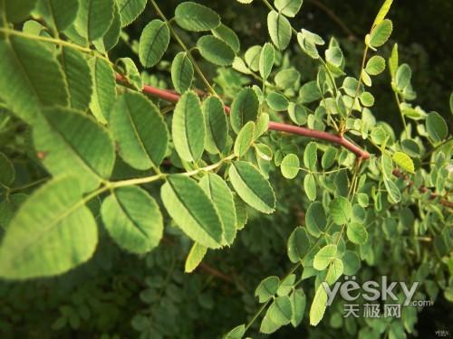 另眼看世界理光GRDII眼中的秋色冬季