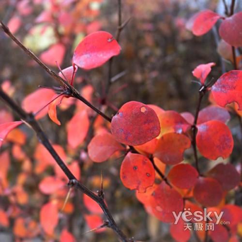 另眼看世界理光GRDII眼中的秋色冬季(5)